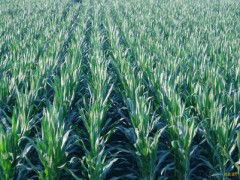 玉米種子批發 零售價格 玉米種子元旦特價銷售 玉米種子求購