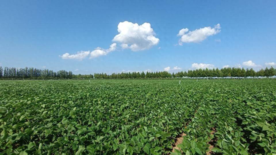 我國農(nóng)業(yè)植物新品種權(quán)授權(quán)量突破3萬件_保護(hù)_種業(yè)_侵權(quán)