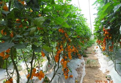 【番茄種子 蔬菜種子種苗批發(fā) 黃色櫻桃柿子種子 黃玲瓏種子】價(jià)格_廠家_圖片 -