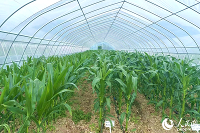 &ldquo;靠&rdquo;好山、&ldquo;吃&rdquo;好海 福建省政協(xié)農(nóng)業(yè)農(nóng)村委開展?jié)O港、種業(yè)發(fā)展調(diào)研