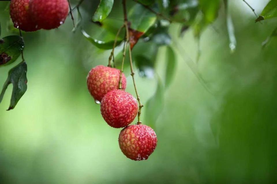 廣州增城:9個(gè)實(shí)踐點(diǎn)入選&ldquo;粵字號(hào)&rdquo;農(nóng)業(yè)品牌目錄