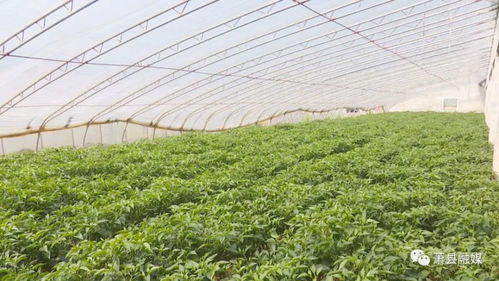 聯(lián)豐種業(yè) 中國辣椒 的第一品牌