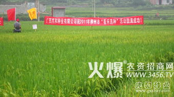 兆和種業 水稻新品種引領增產增效新篇章